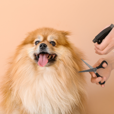 Nervous dog during grooming session highlighting tool importance