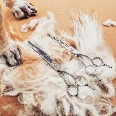 Professional groomer using curved grooming shears on dog