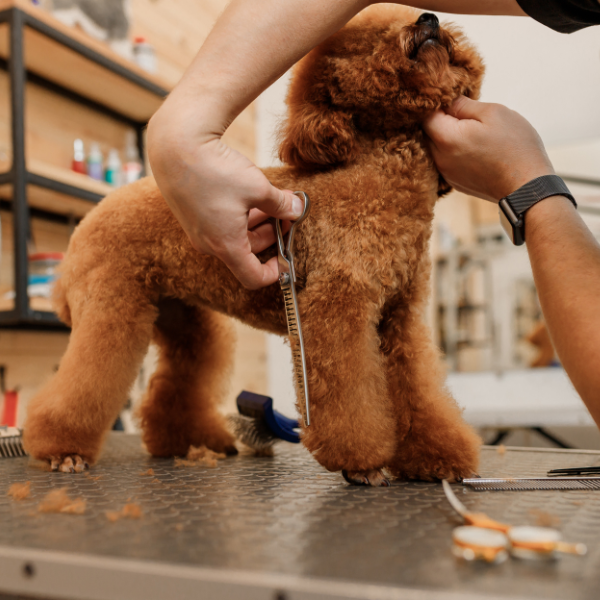 Close-up of ergonomic dog grooming shears with grooming tools